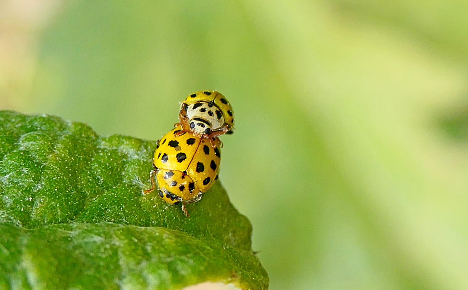 Copulación de la mariquita de 22 puntos.