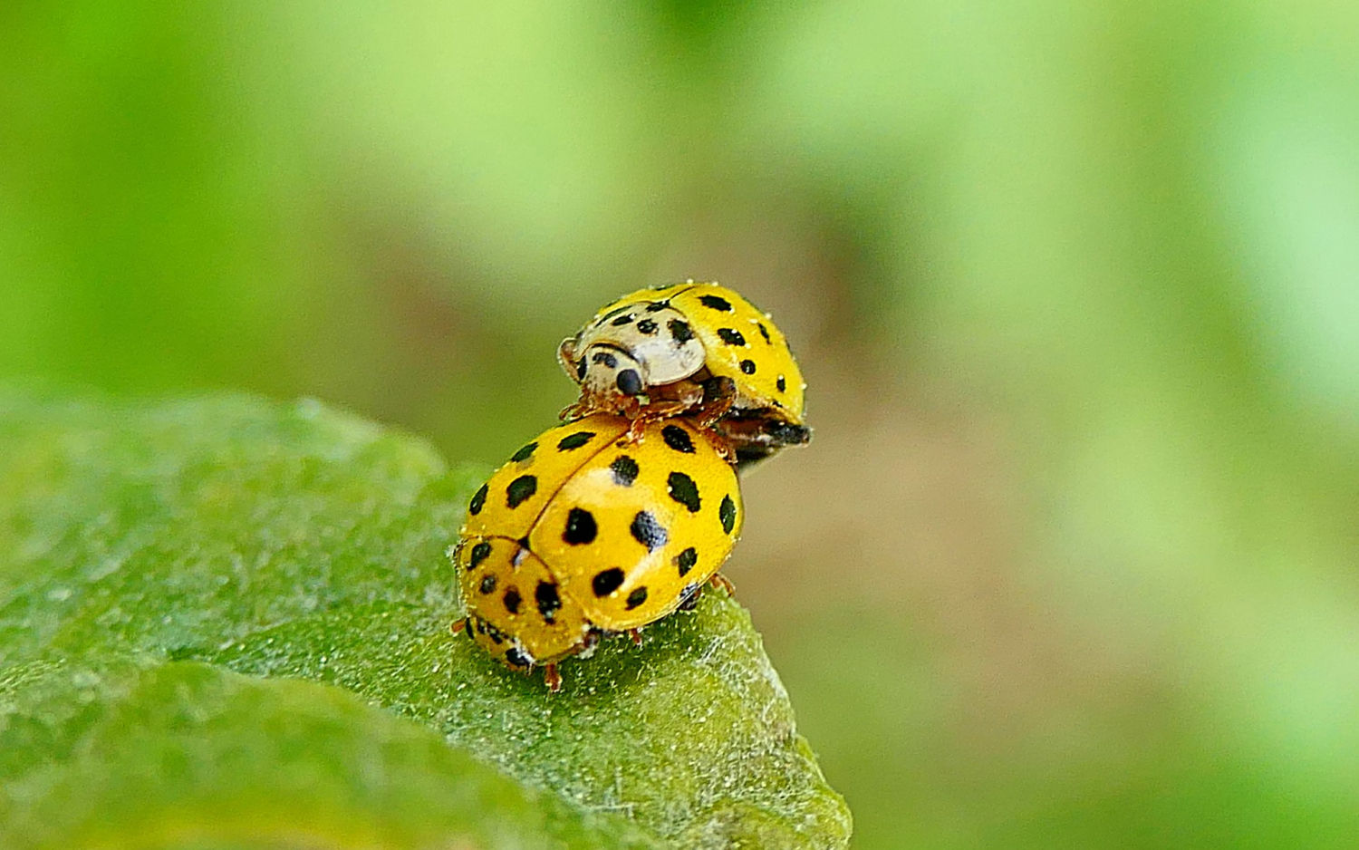 Mariquita de 22 puntos copulando.
