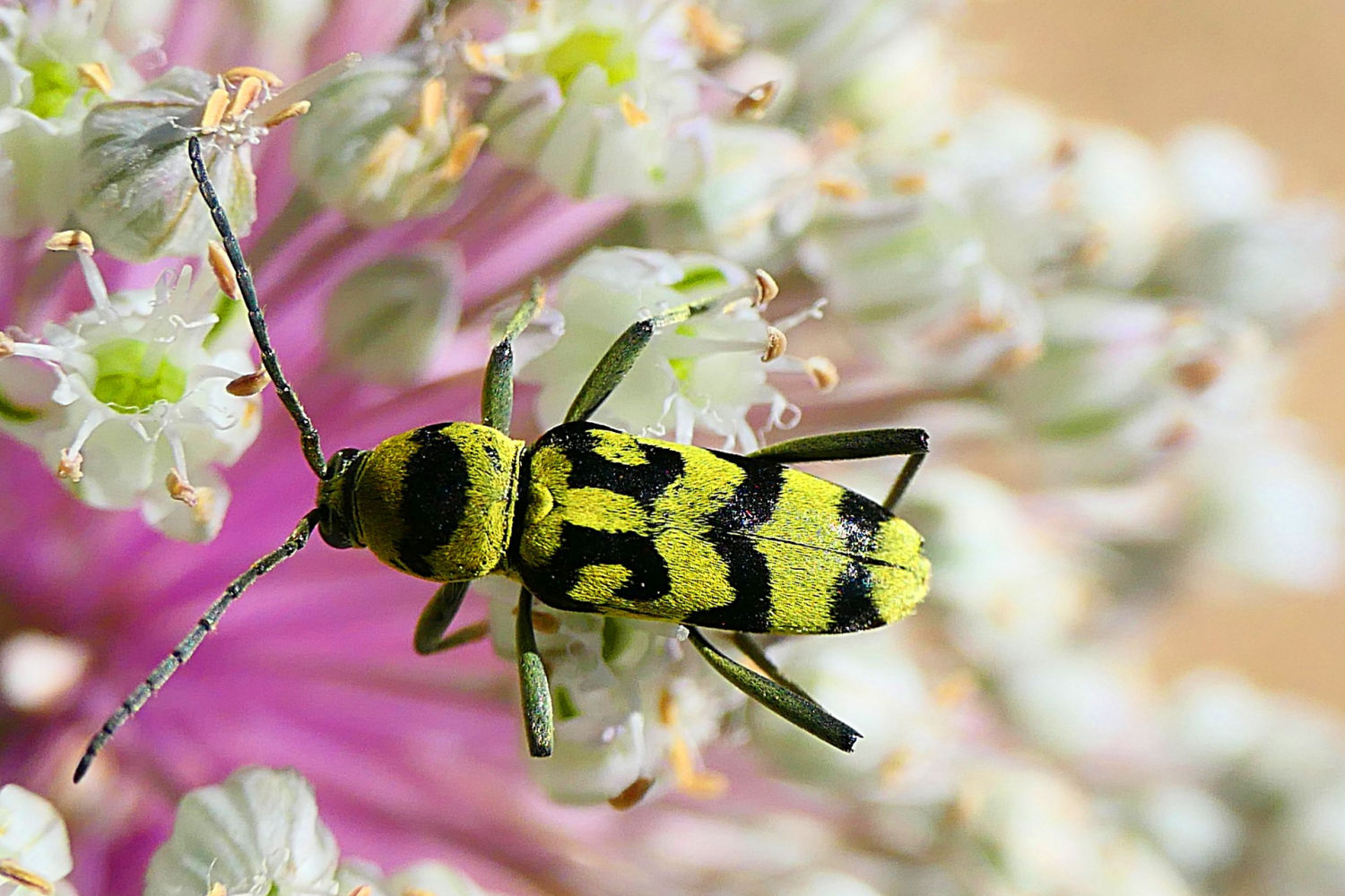Escarabajo tigre en la flor de cebolla.