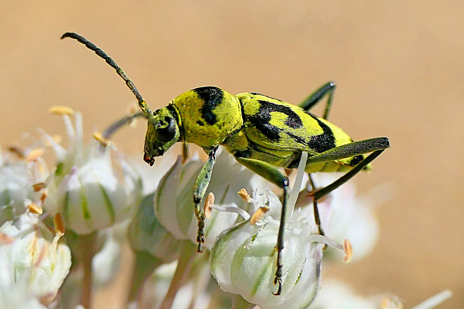 Detalle del escarabajo tigre.