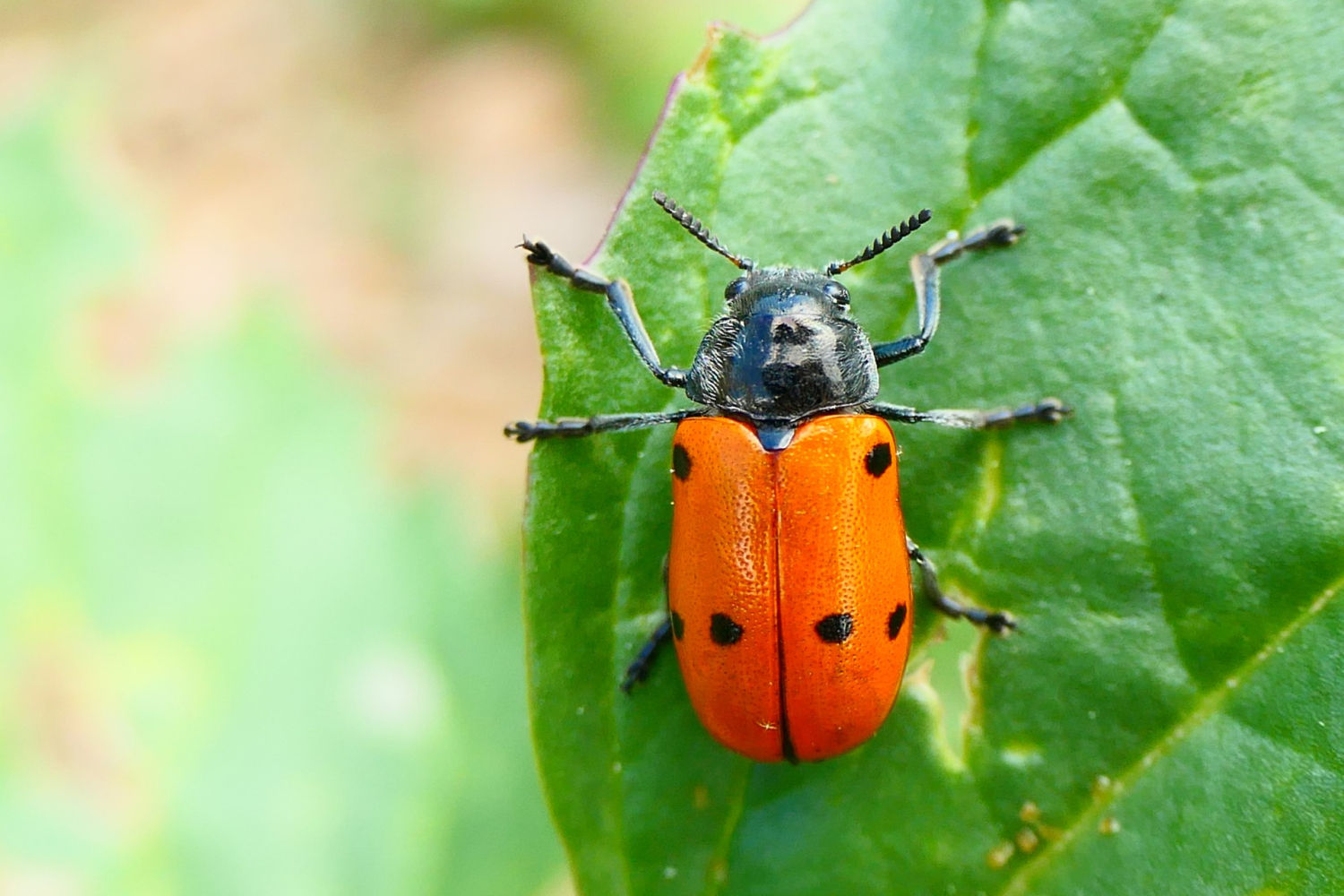 Escarabajo de seis puntos visto desde arriba.