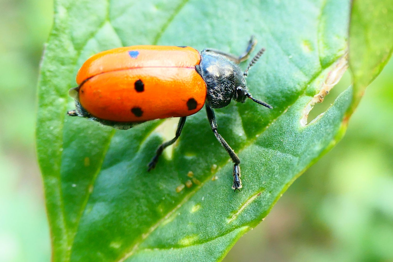 Escarabajo de seis puntos posado en una hoja.