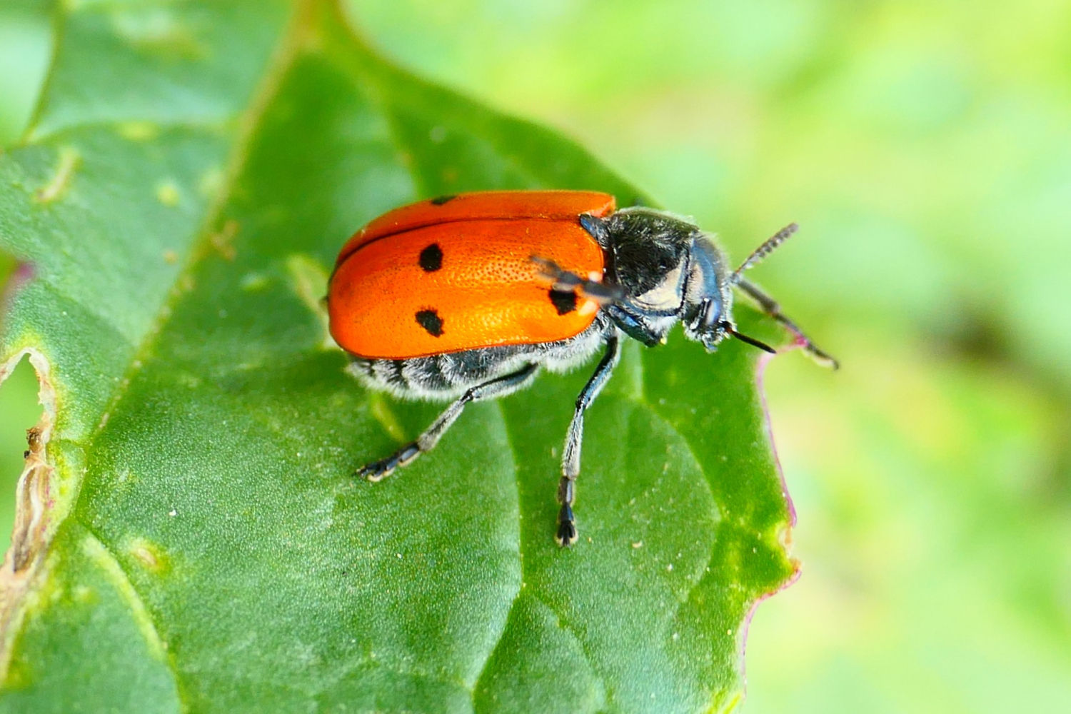 Escarabajo de seis puntos, en detalle.
