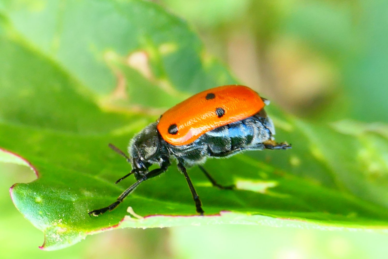 Vista lateral del escarabajo de seis puntos.