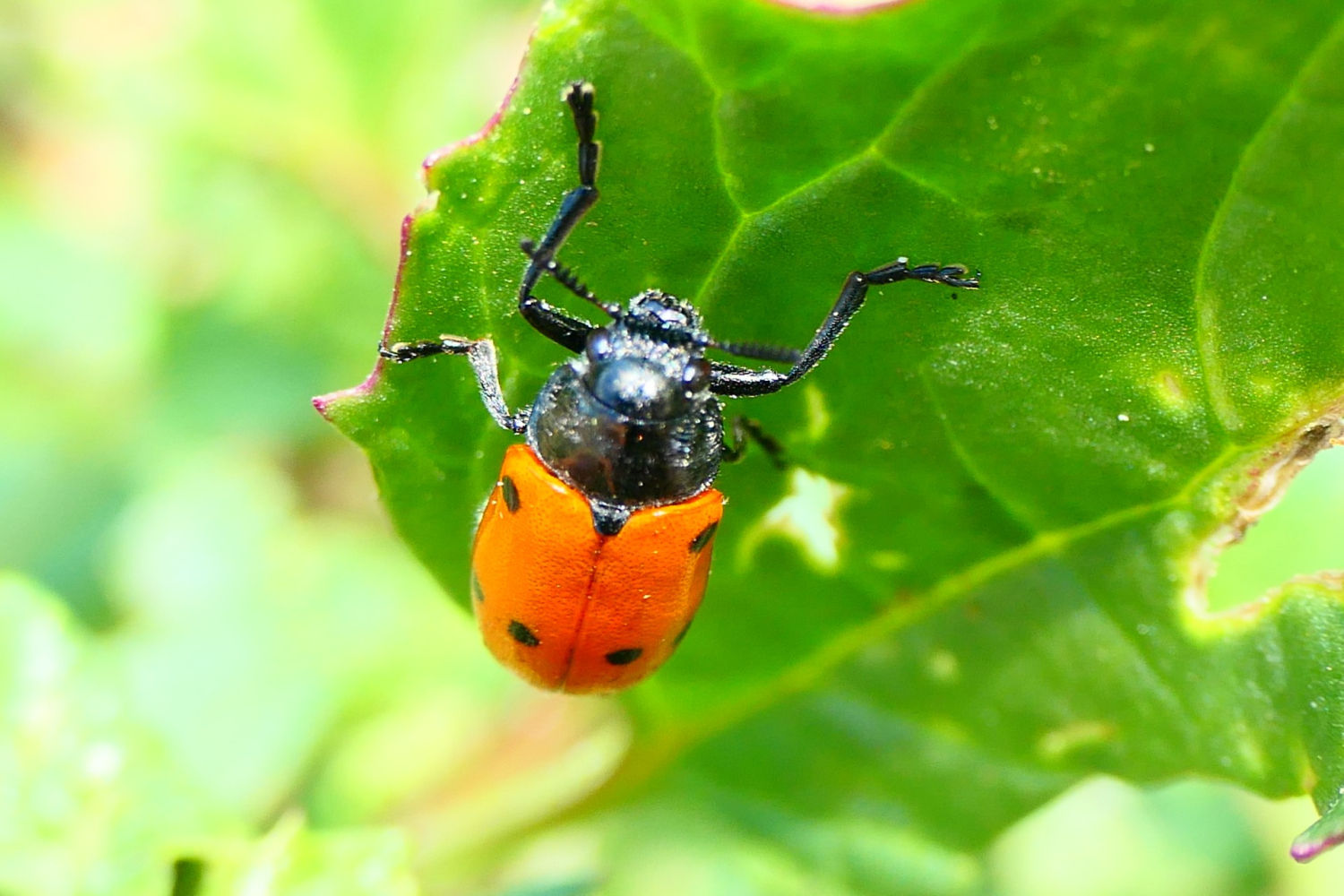 Escarabajo de seis puntos.