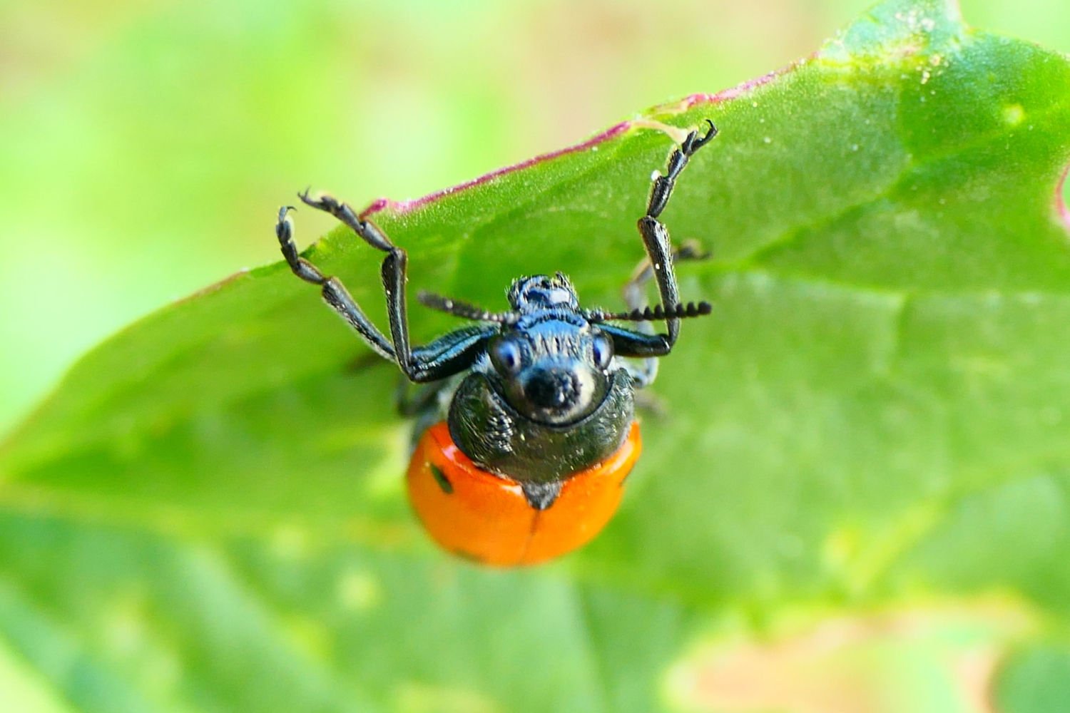 Escarabajo de seis puntos, en el huerto del monasterio de Pedralbes.
