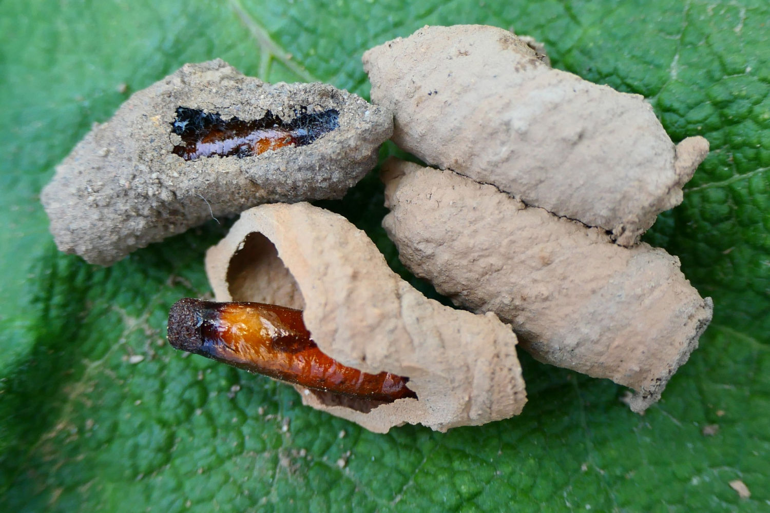 Celdas de la avispa alfarera.
