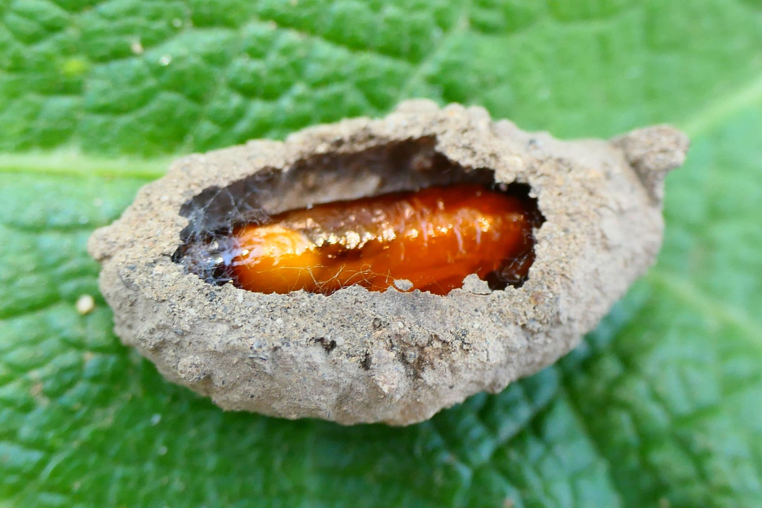 Larva de avispa alfarera en una celda.