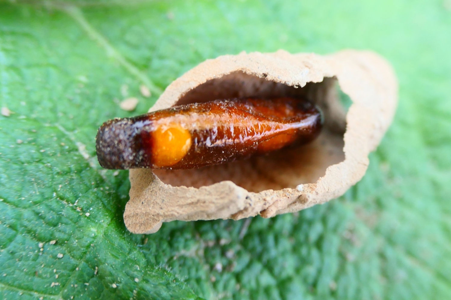 La larva de avispa alfarera fuera de la celda.