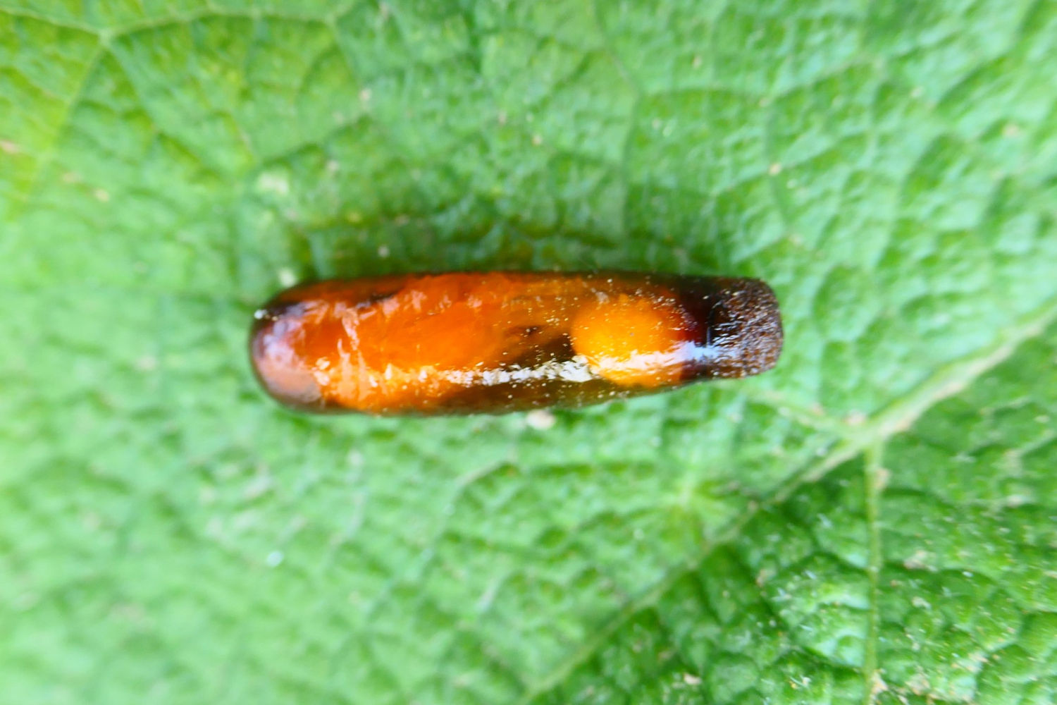 Larva de avispa alfarera con la piel.