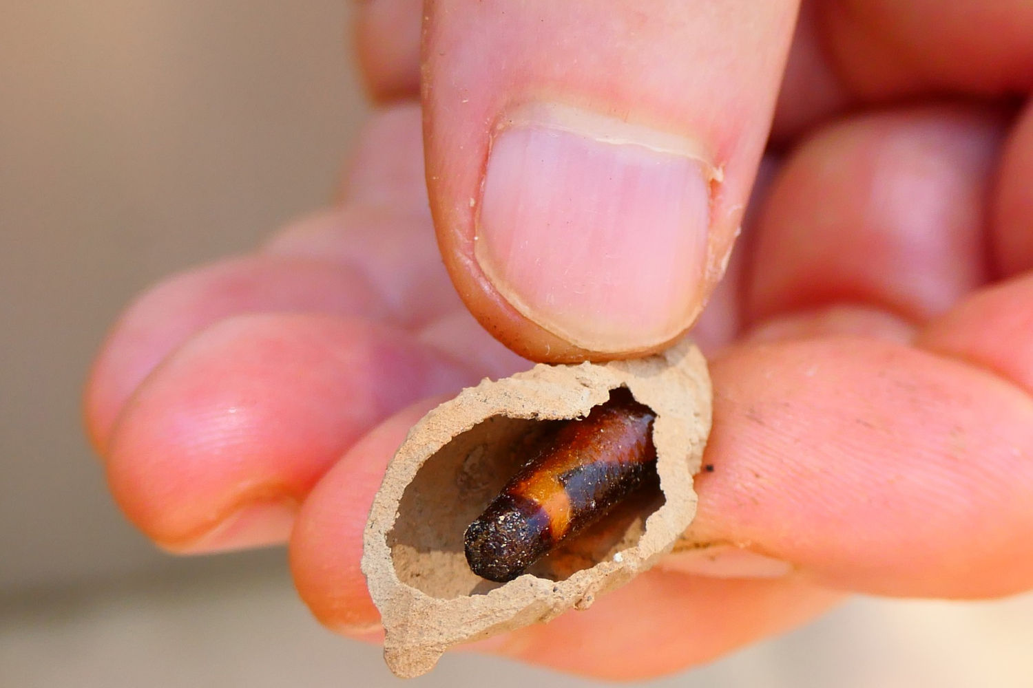 Larva de avispa alfarera dentro de la celda.