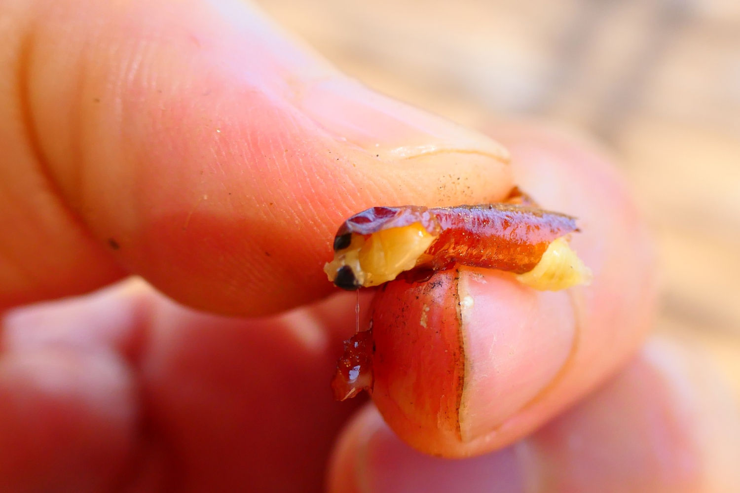 Detalle de la larva de la avispa alfarera.