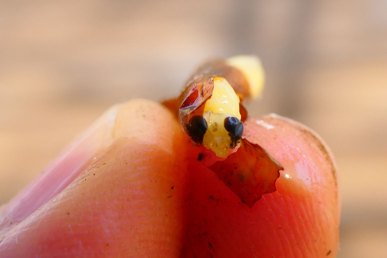 Cara y ojos de la larva de la avispa alfarera.
