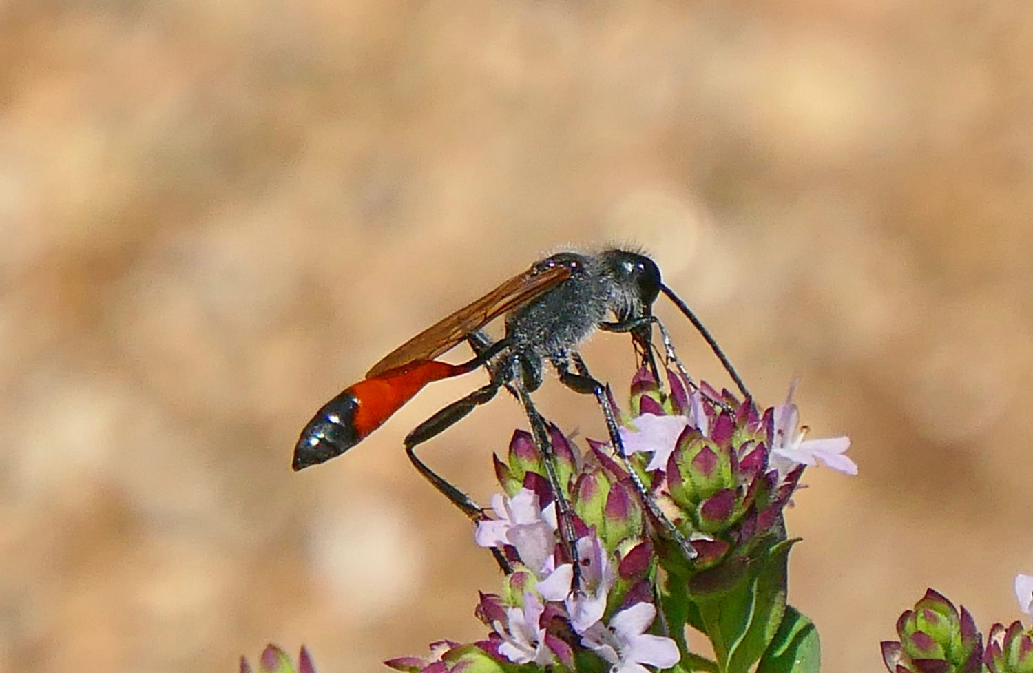 Avispa alfarera posada en una flor.
