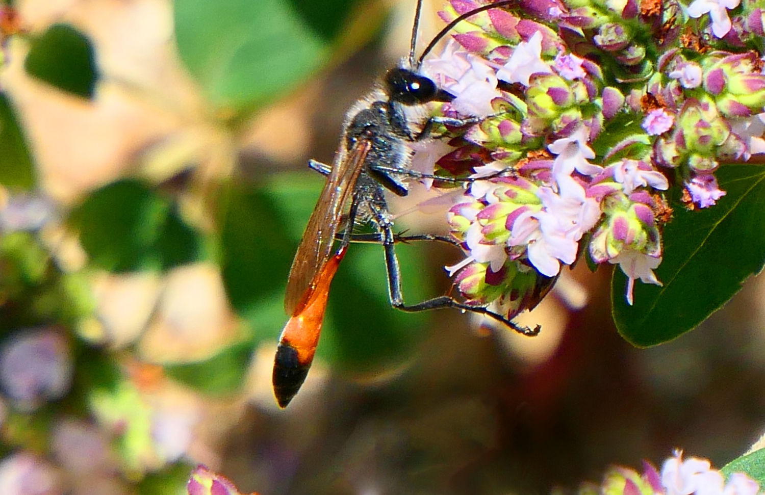 Detalle de la avispa alfarera adulta.