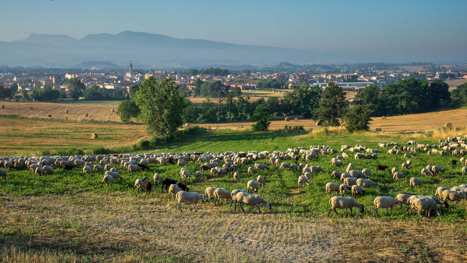 Ovejas pastando en Manlleu.