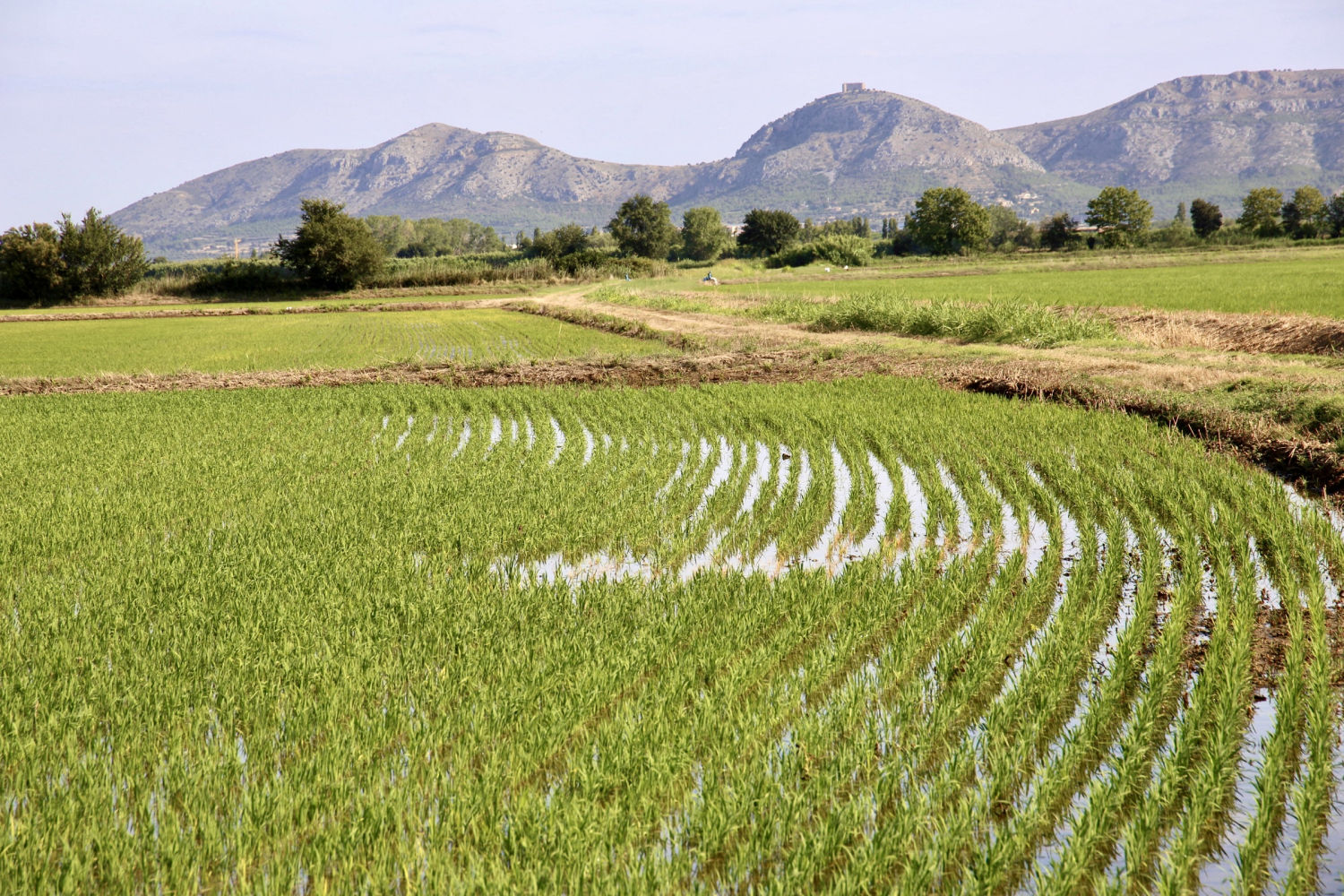 Vista del antiguo Estany de Pals reconvertido en arrozal.