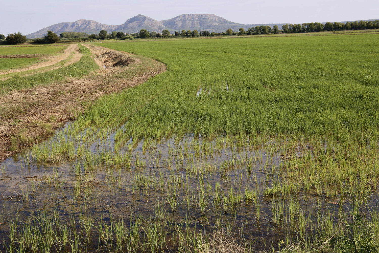 Antiguo Estany de Pals ahora convertido en arrozal.