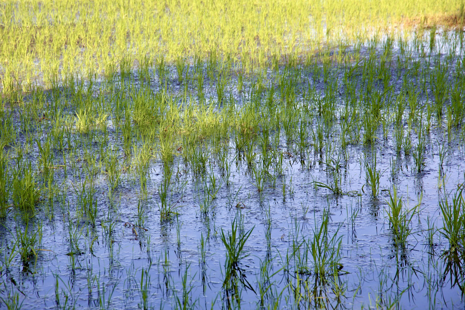 Detalle del arrozal de Pals.
