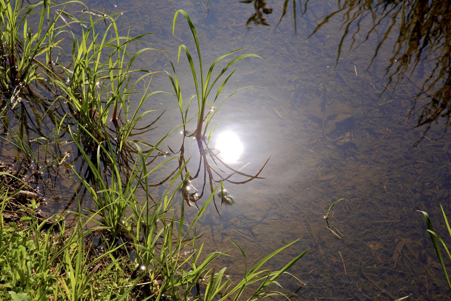 Reflejo del sol en el agua del arrozal de Pals.