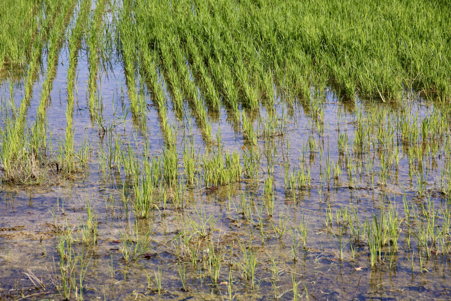 Verde veraniego en el arrozal de Pals.