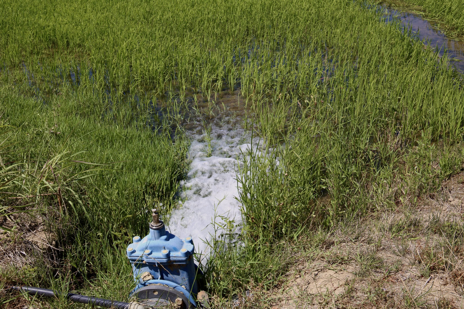 Agua inundando el arrozal de Pals.