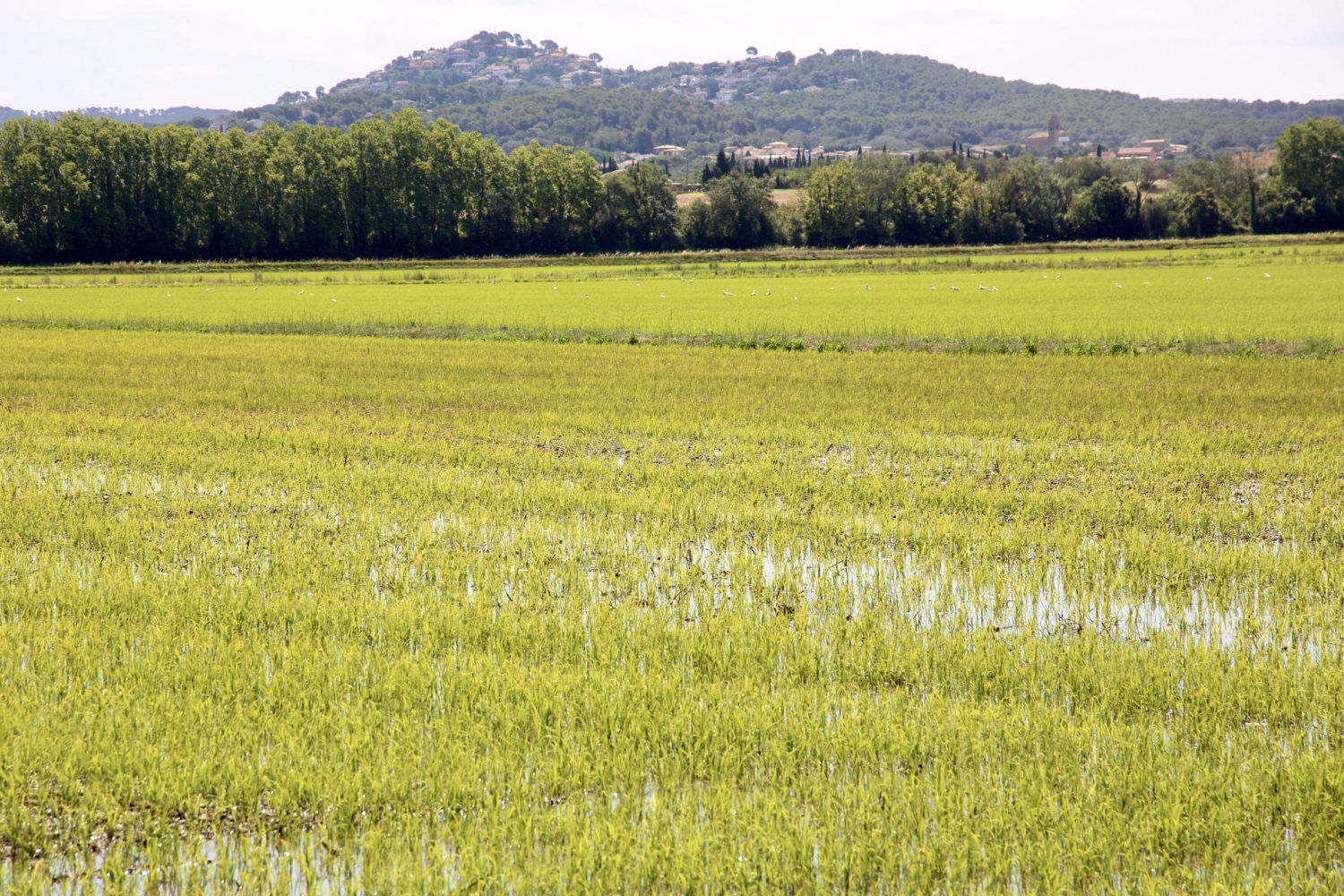 Paisaje de verano en el arrozal de Pals.