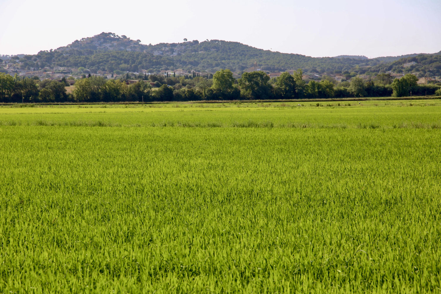 Verde veraniego en el arrozal de Pals.