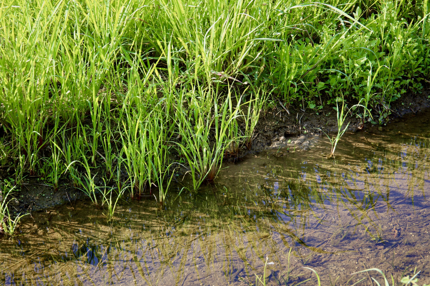 Arrozal inundado en Pals.