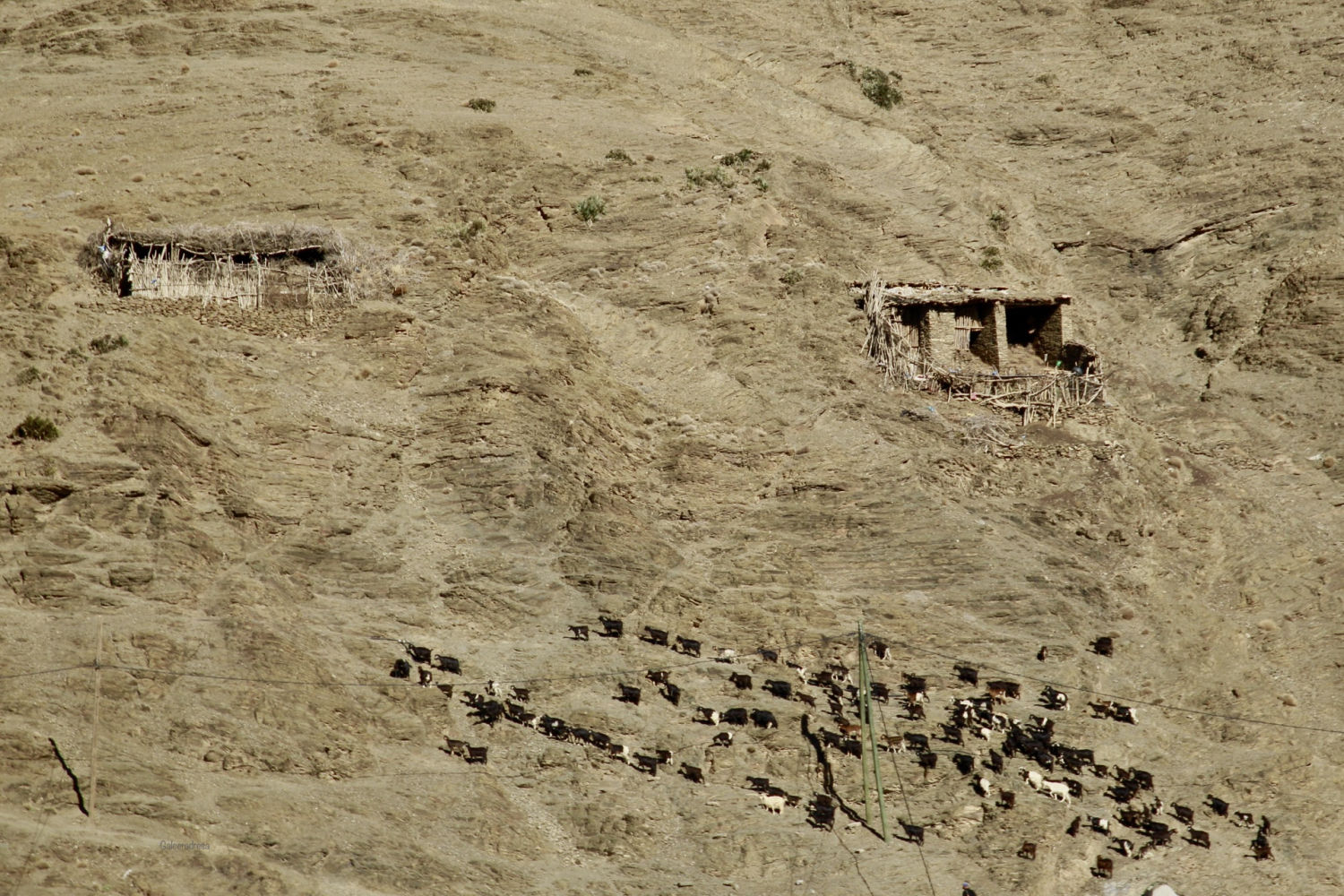 Rebaño en el ksar de Ait Ben Haddou.