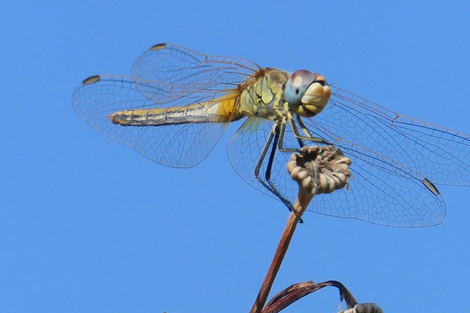 Ejemplar hembra de la libélula Sympetrum fonscolombii.