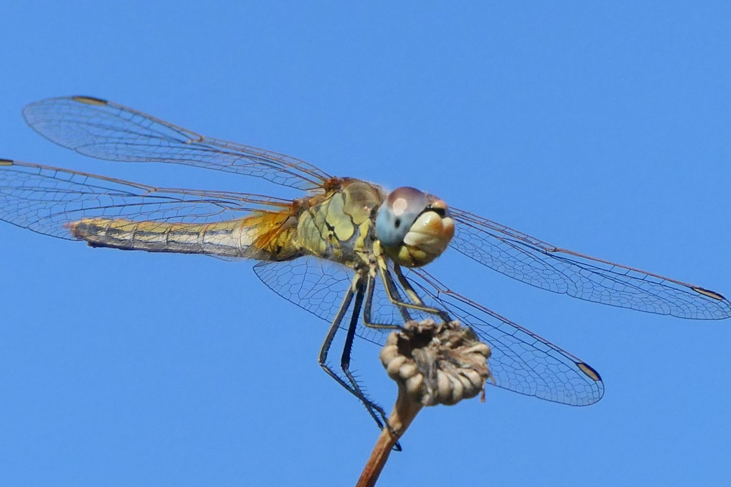 Detalle de la hembra de libélula Sympetrum fonscolombii.