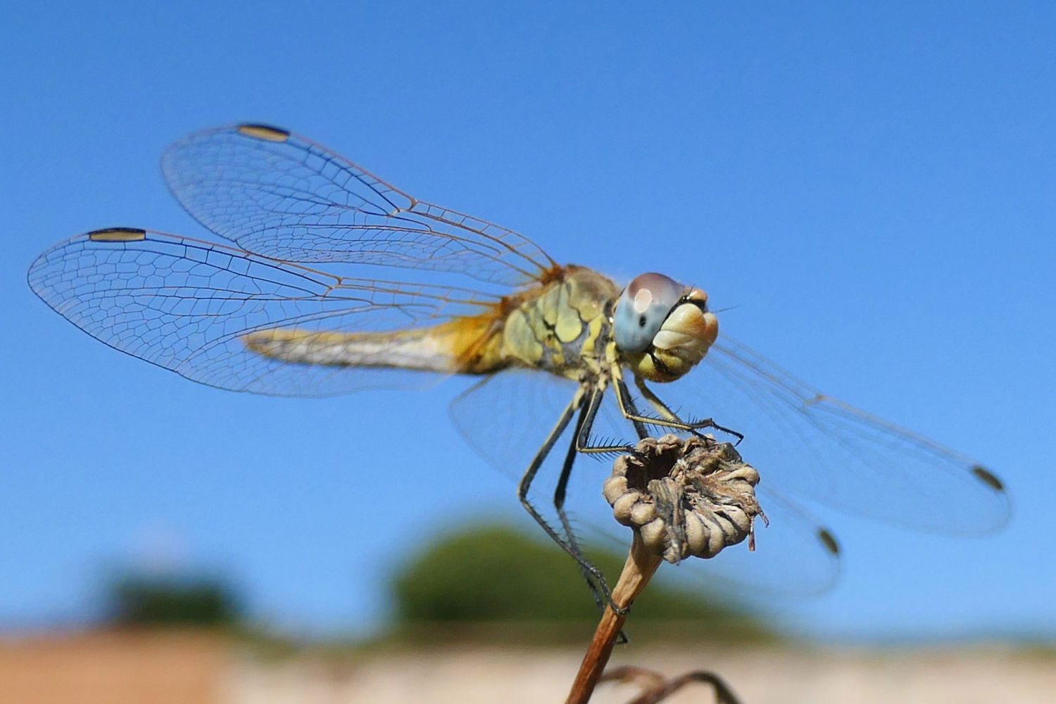 Hembra de libélula Sympetrum fonscolombii posada con las alas deplegadas.
