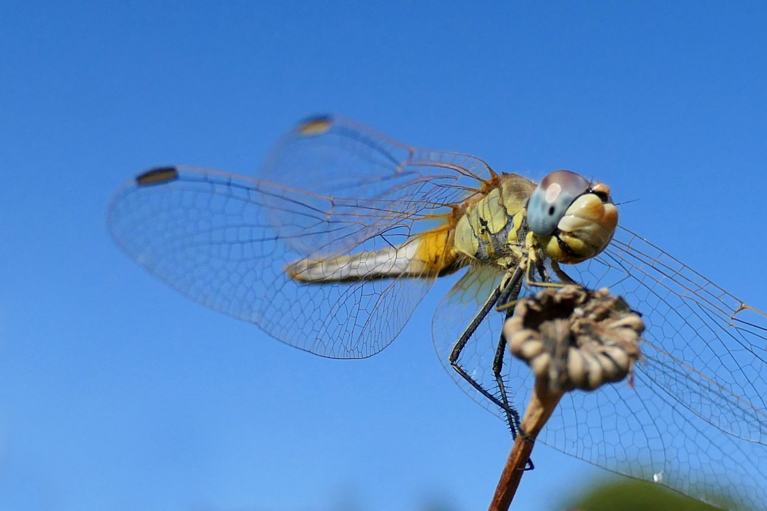Detalle de las alas de la hembra de la libélula Sympetrum fonscolombii.