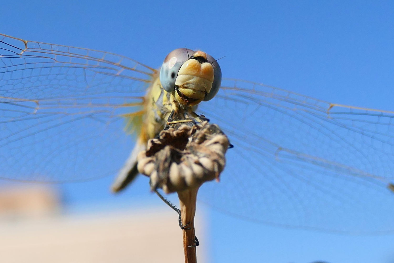 La libélula Sympetrum fonscolombii a punto para la caza.