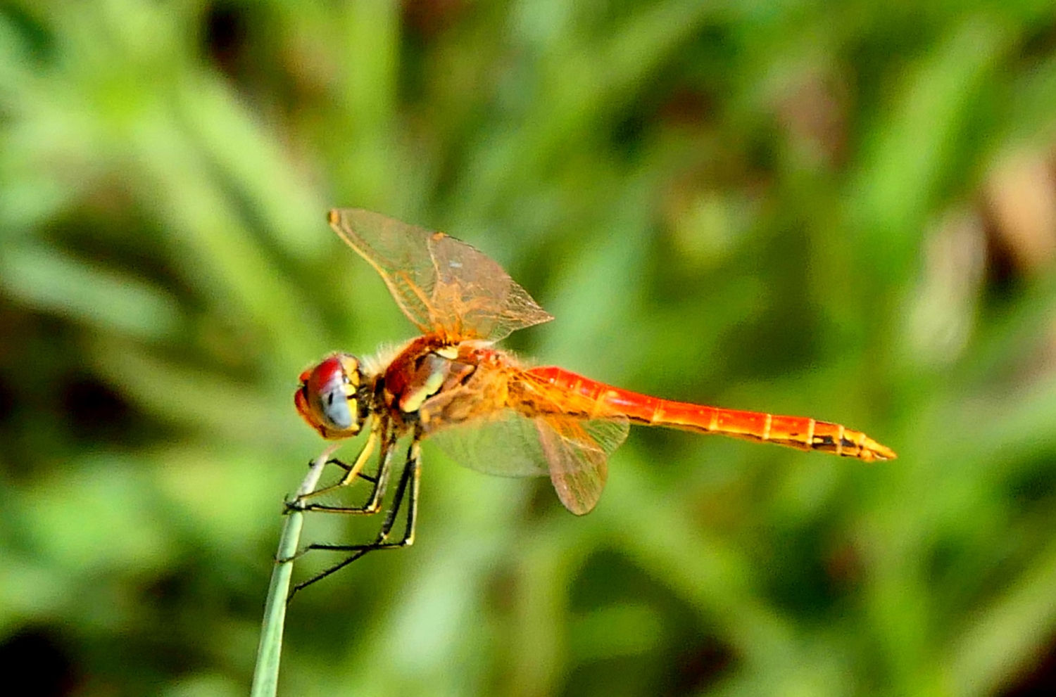 Ejemplar macho de libélula Sympetrum fonscolombii.