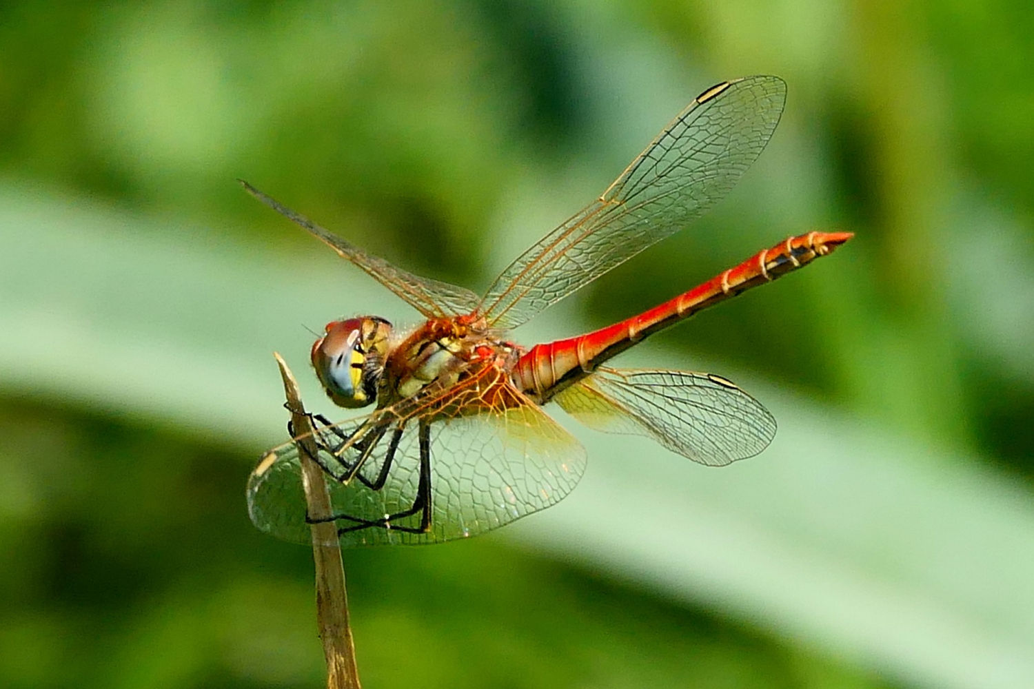 Macho de libélula Sympetrum fonscolombii suspendido en el aire.