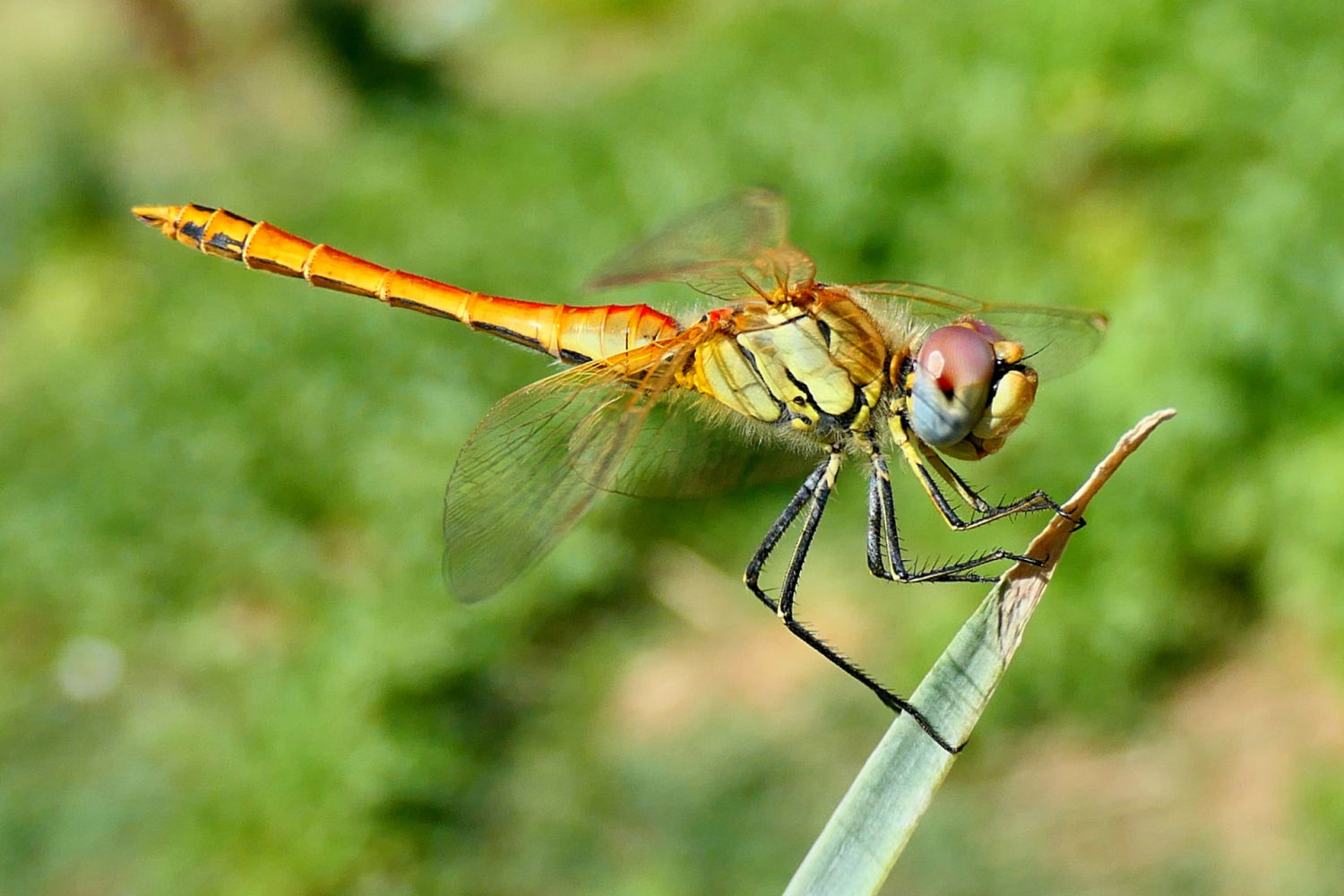 La libélula Sympetrum fonscolombii.