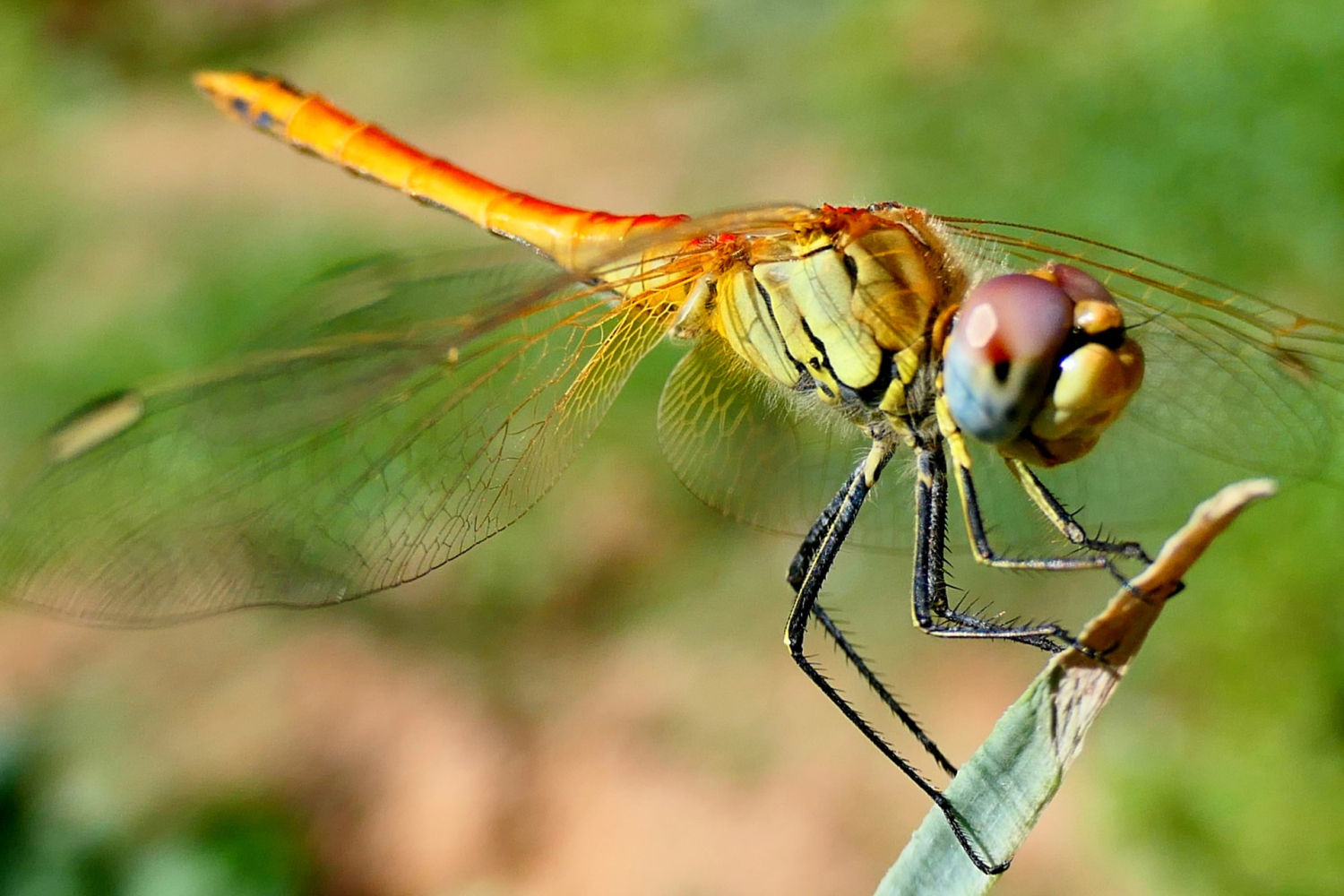 Detalle de la libélula Sympetrum fonscolombii.