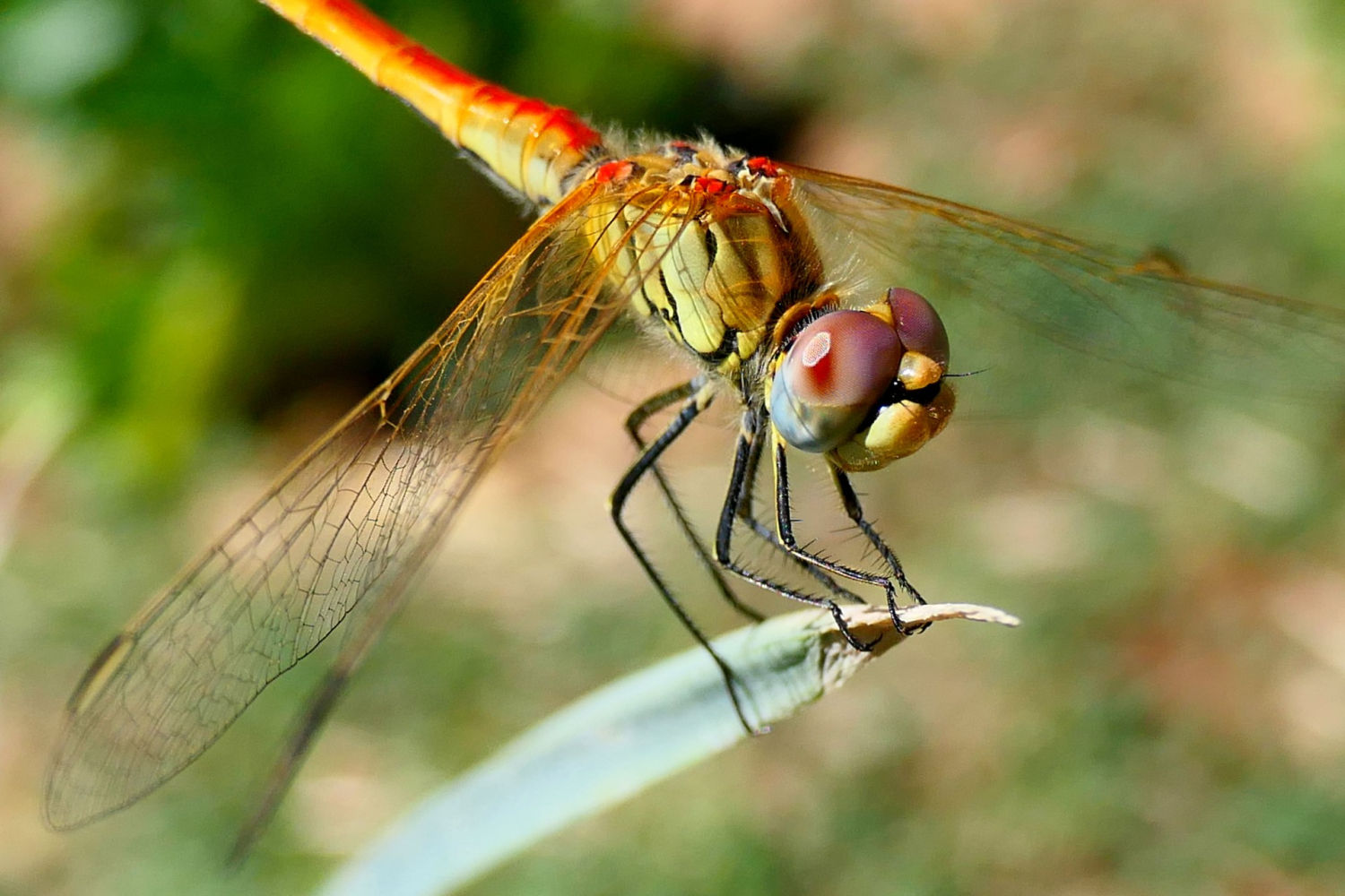 La libélula Sympetrum fonscolombii en el huerto del monasterio de Pedralbes.