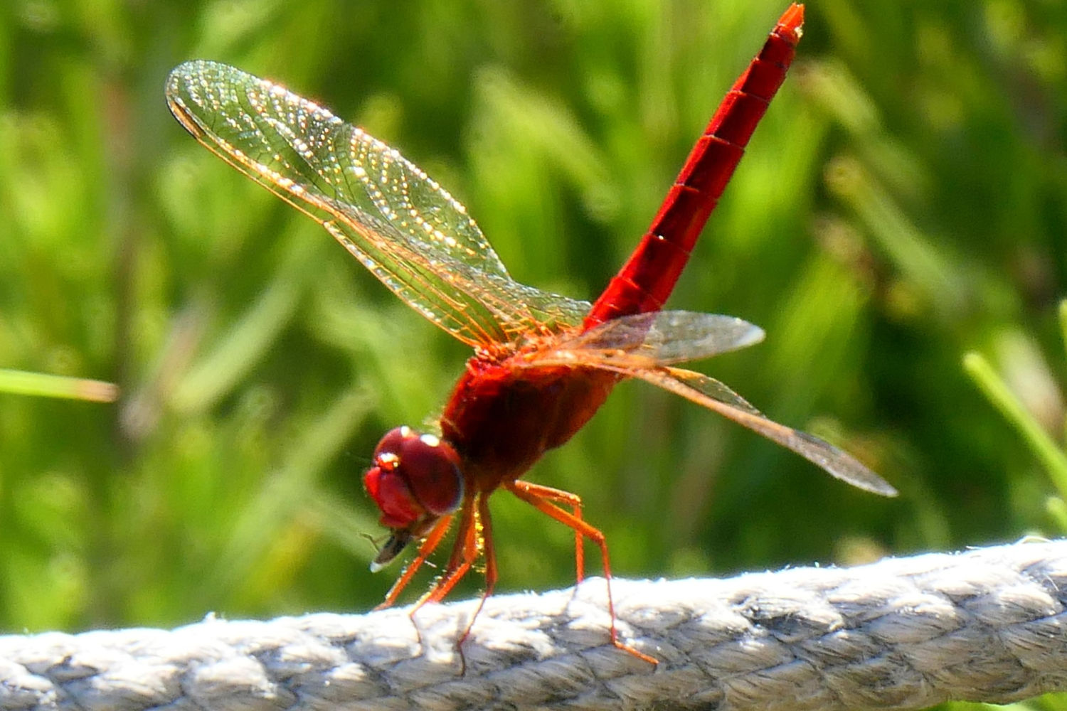 Libélula escarlata macho comiéndose un insecto.