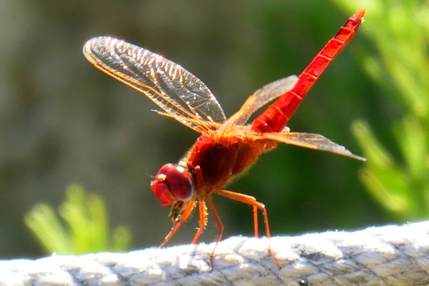 Libélula escarlata macho con el insecto en la boca.