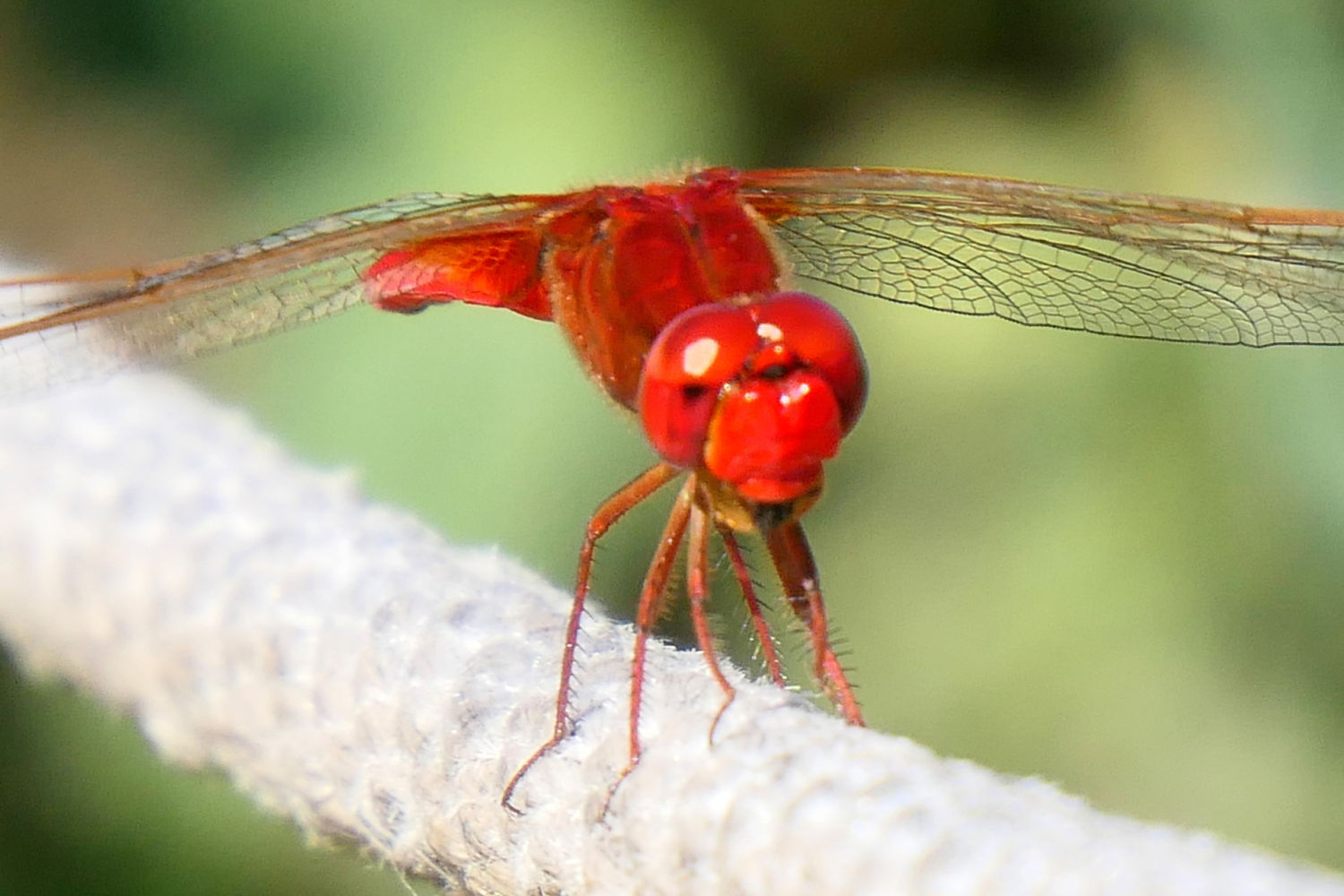 Libélula escarlata macho acabando de comerse un insecto,