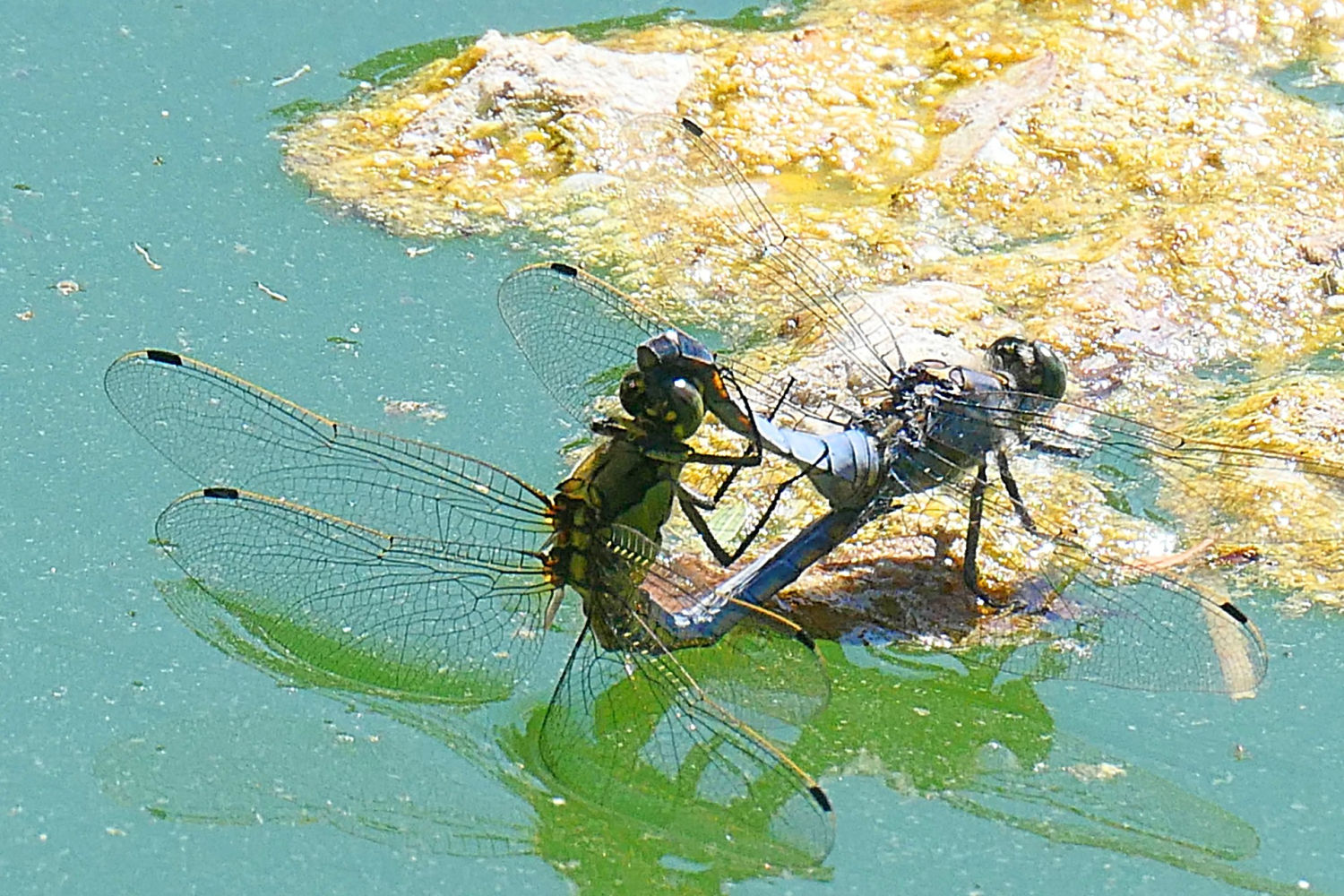Libélula fulva azul copulando.