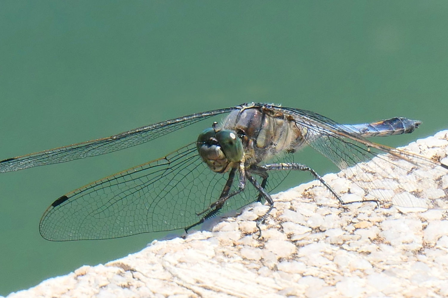 Libélula fulva, macho adulto.