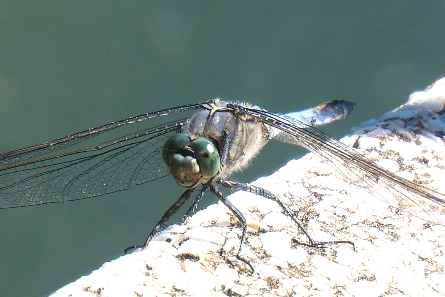 La cara de la libélula azul.