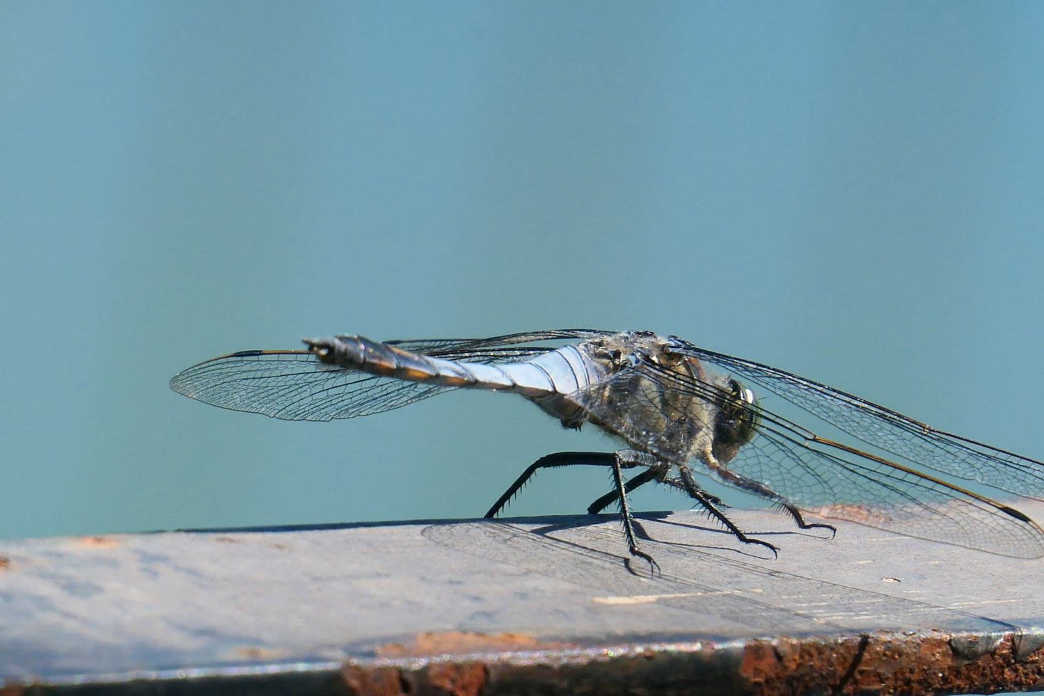 Libélula fulva posada en el borde del estanque del monasterio de Pedralbes.