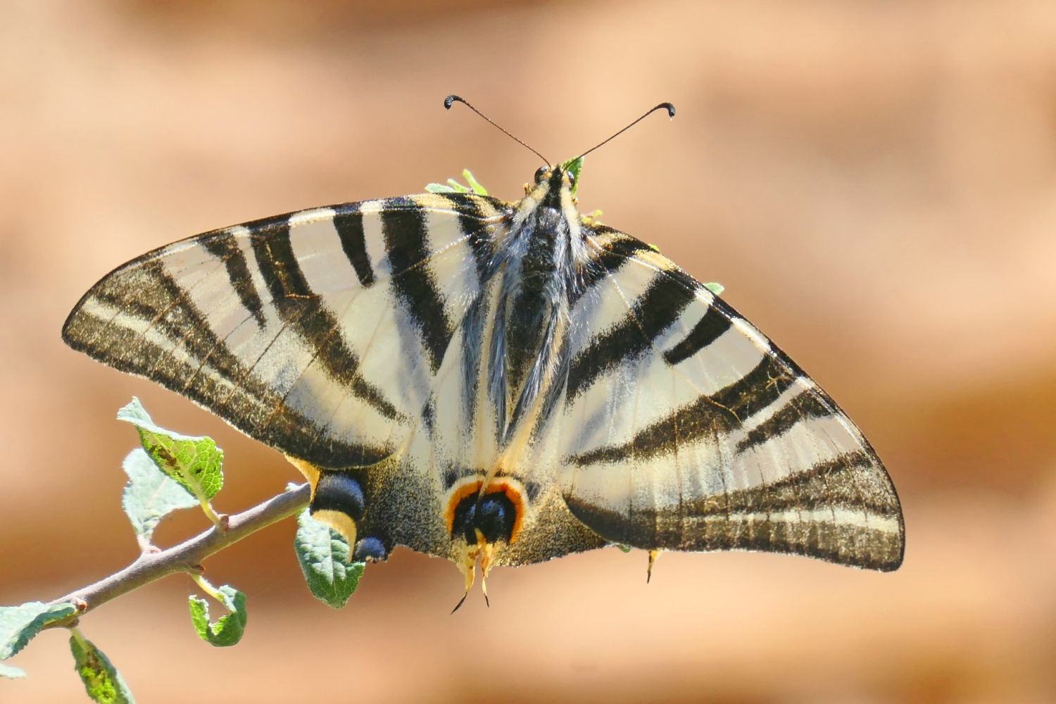 Chupaleches con las alas desplegadas.