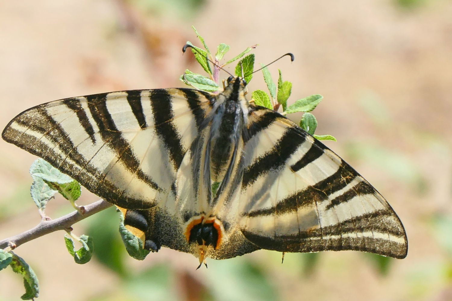 Detalle de las rayas de la chupaleches.