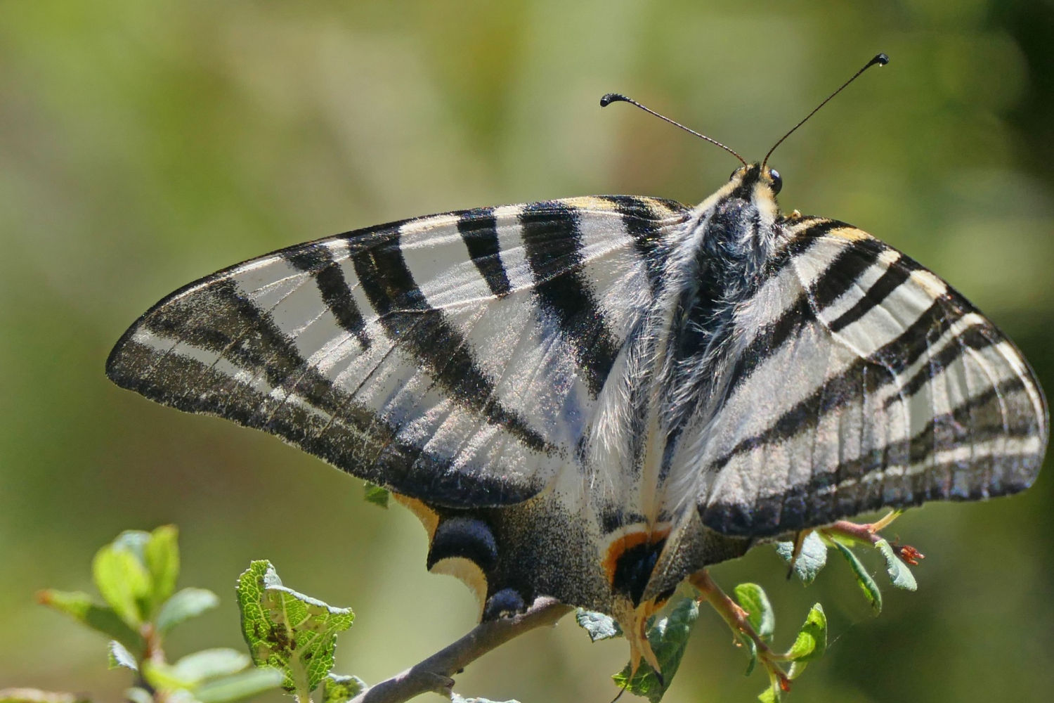 Chupaleches en el huerto del monasterio de Pedralbes.